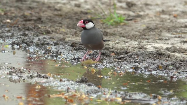Bird drinking water. Java sparrow bird jumping to a pond in hot summer day  drinking water,4K video.