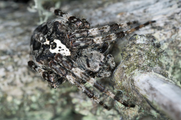 Araneus angulatus on pine wood