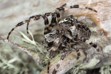 Araneus angulatus on pine wood