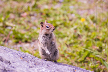 A ground squirrel is enjoying a sunny day