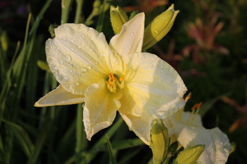 Fototapeta na wymiar Yellow Flower