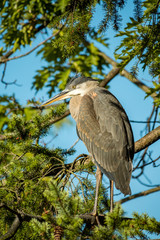 great blue heron resting on the branch of pine tree under the sun under the blue sky