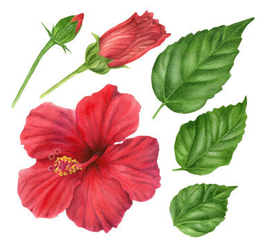 Watercolor red hibiscus. Set of  floral design elements : flower, leaves, buds.