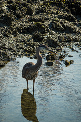 great blue heron hunting near the rocky shore under the sun in the morning