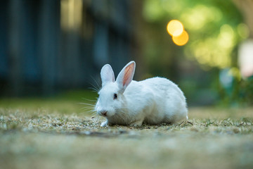 white rabbit cautiously looking towards you on the grassy field 