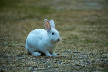 portrait of cute white rabbit sitting on the grass in the shade