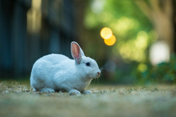 cute white rabbit resting on the ground with creamy background