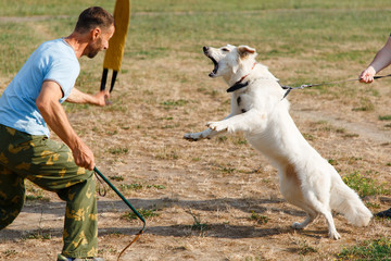 The instructor conducts the lesson with the white Swiss shepherd dog