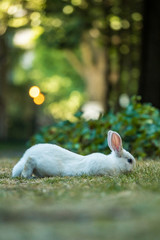 cute white rabbit eating grass with its back half of the body stretched out
