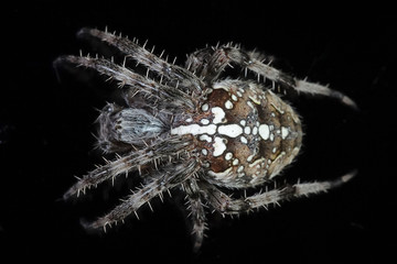 Cross spider (Araneus diadematus)