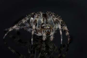 Cross spider (Araneus diadematus)