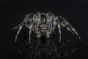 Cross spider (Araneus diadematus)