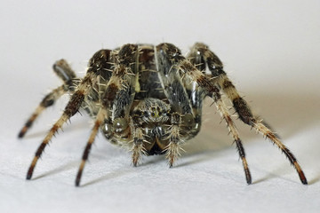 Cross spider (Araneus diadematus)