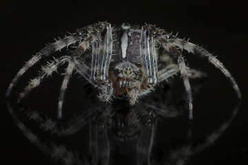 Cross spider (Araneus diadematus)