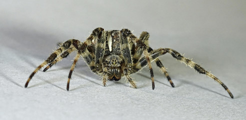 Cross spider (Araneus diadematus)