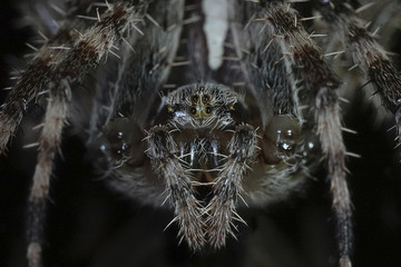 Cross spider (Araneus diadematus)