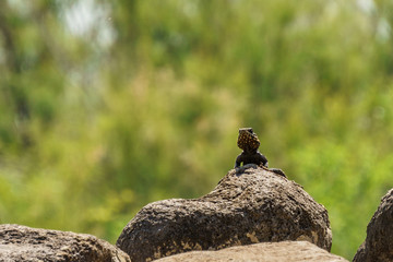 A small green lizard on a rock with green background.