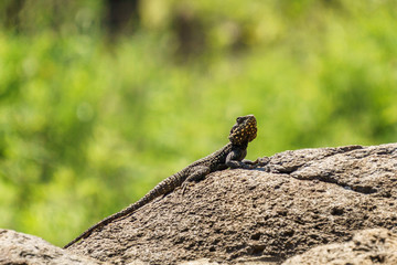 A small green lizard on a rock with green background.