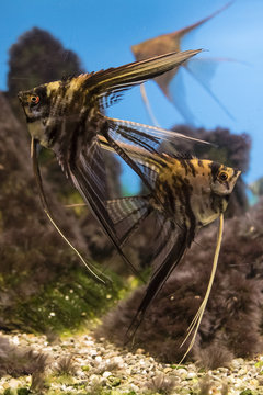 Ornamental fish scalar with stripes.