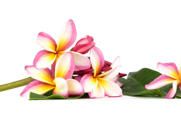 Plumeria flowers on a white background. Pattern of flowers.