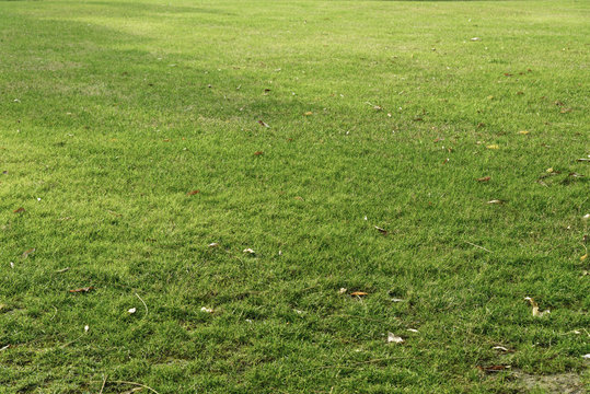 Green lawn pattern, Green grass texture natural background.