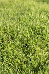 Green lawn pattern, Green grass texture natural background.
