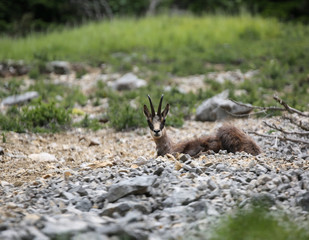 chamois in the mountains in summer