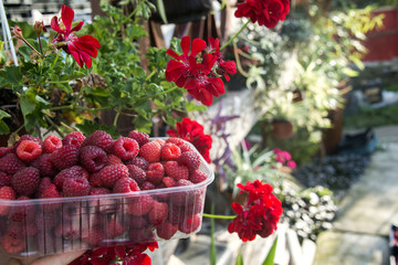 Fototapeta na wymiar Freshly picked raspberries in crates and glasses on multi-colored backgrounds