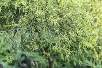 Thuja fruit on leaves.