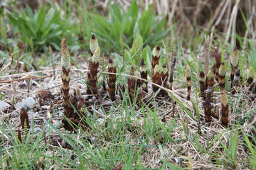 Horsetail growing on the edge of a trail among the grass.