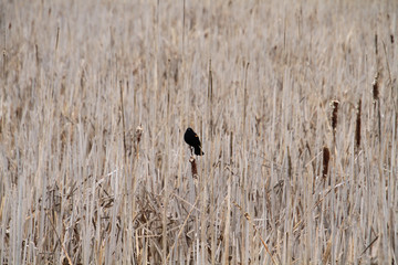 An isolated red wing blackbird perched on a bullrush head in the middle of a field of bullrushes.