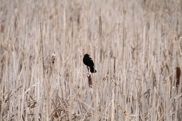 An isolated red wing blackbird perched on a bullrush head in the middle of a field of bullrushes.