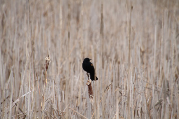 An isolated red wing blackbird perched on a bullrush head in the middle of a field of bullrushes.