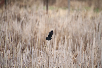 A red winged blackbird perched on a bullrush in a small swale.