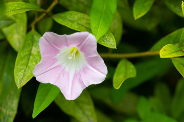 ピンク色のコヒルガオの花