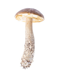 One mushroom Leccinum, isolated on white background