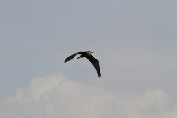 A heron flyingby