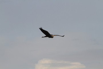 A heron flying by