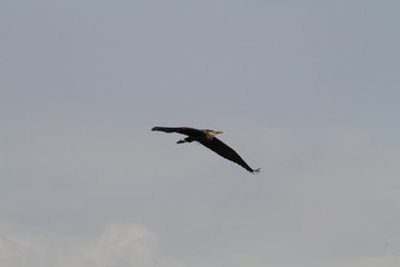 A heron flying by