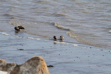 Ducks looking for food