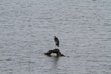A heron standing on a log