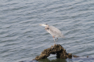 A heron standing on a log as the tide comes in on a sunny day