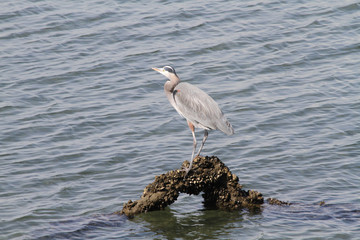 A heron standing on a log