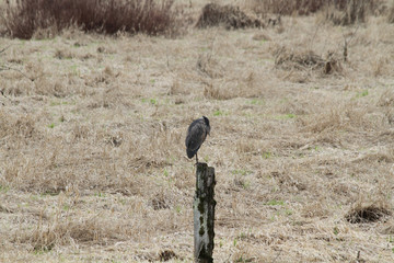 A heron standing on a log