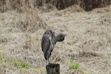 A heron standing on a post