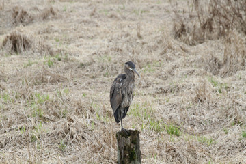 A heron standing on a post