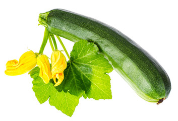 Leaves and flower of zucchini