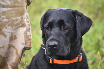 Beautiful dog stay near the man.