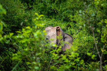 Asian wild elephant Kuiburi National Park, Thailand