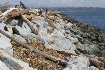 Driftwood and reeds on the side of a stone jetty